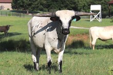Steer calf 2023 BlackMarket x SparkleSwag